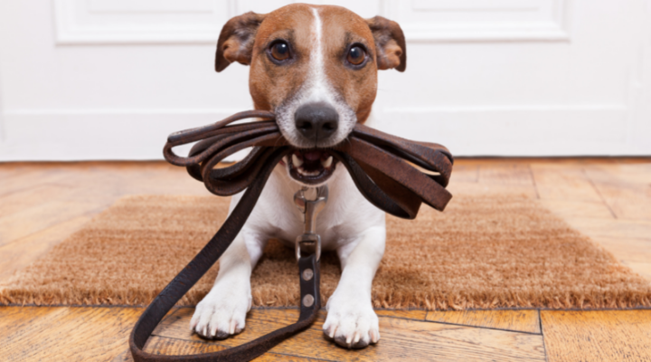 small dog with a leash in its mouth