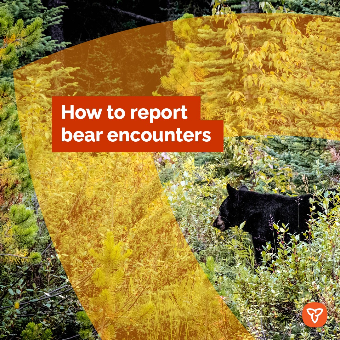 Report a Bear Encounter Province of Ontario Ministry of Natural Resources