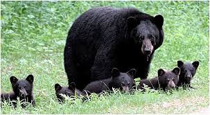 mother black bear with 5 cubs
