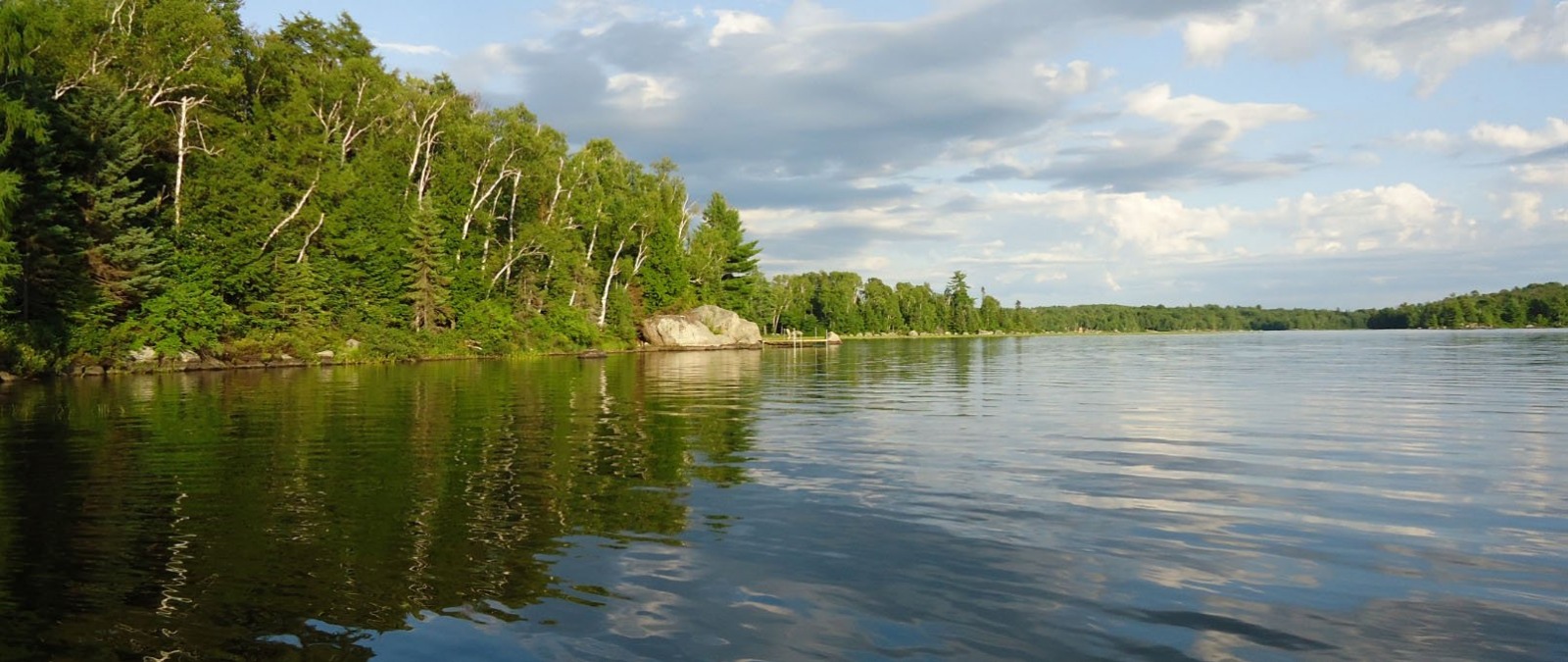 heavily treed lakeshore