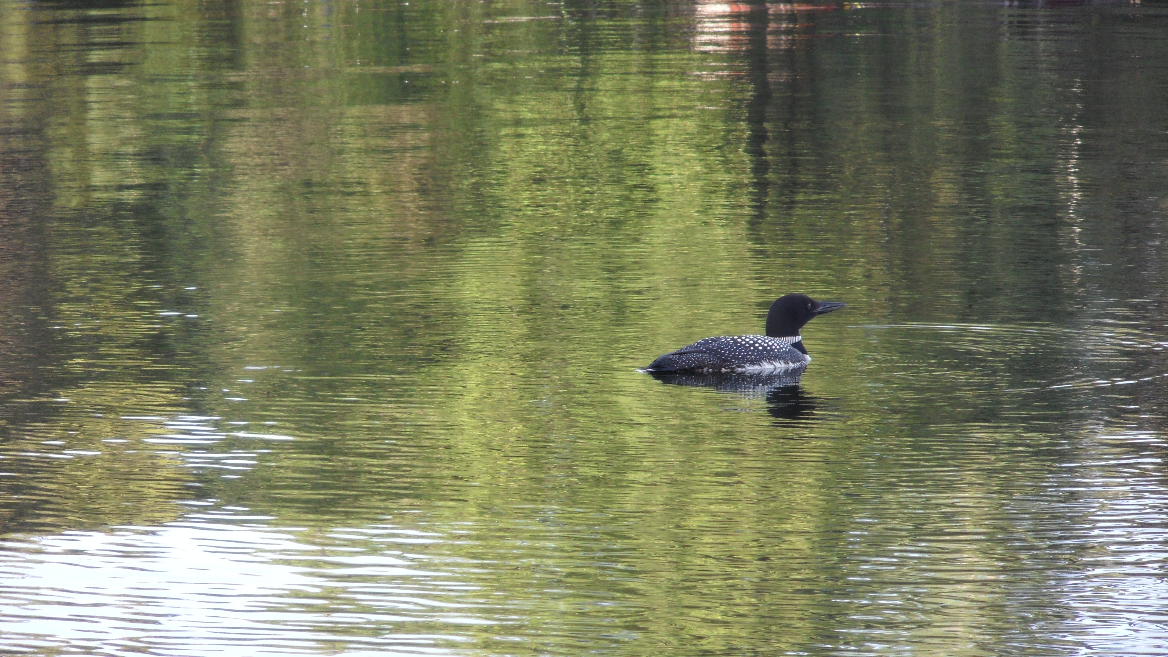 August Loon