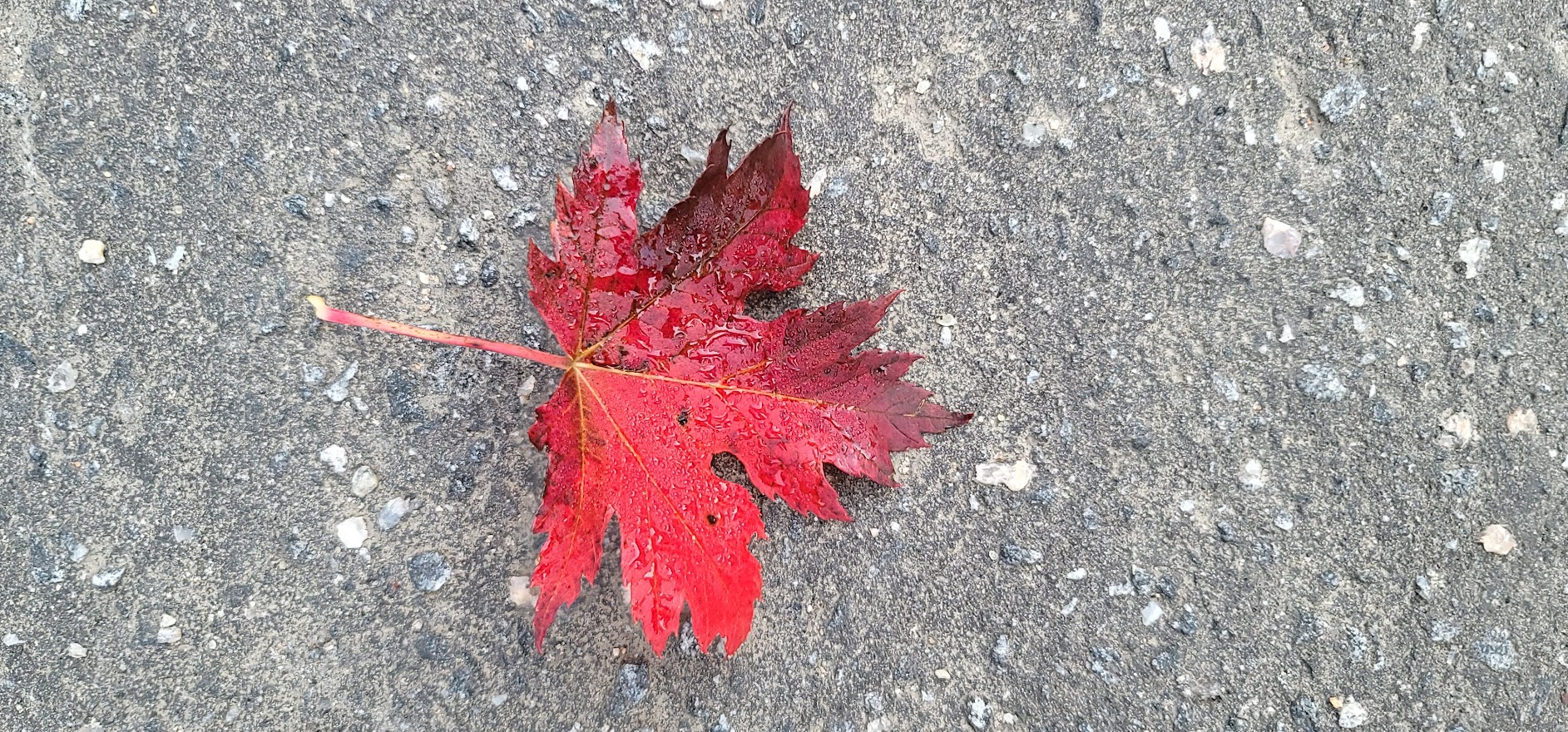 maple leaf